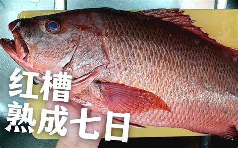 紅鐵甲魚價格